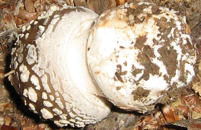 Escursione a Limestre e funghi da identificare